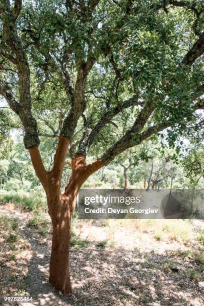 cork trees - cork tree bildbanksfoton och bilder