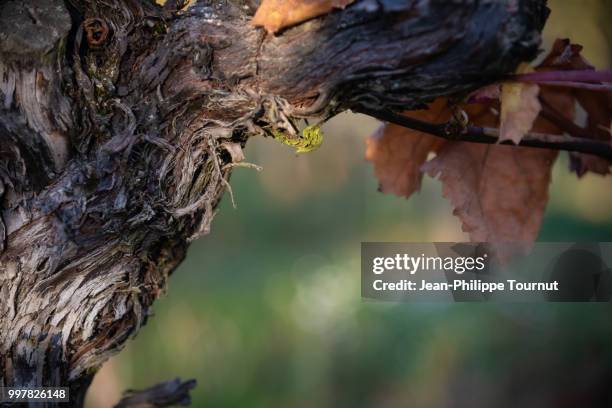 Grapevine Trunk Rtexture 1,893 Grapevine Trunk Stock Photos, High-Res Pictures, and Images ...