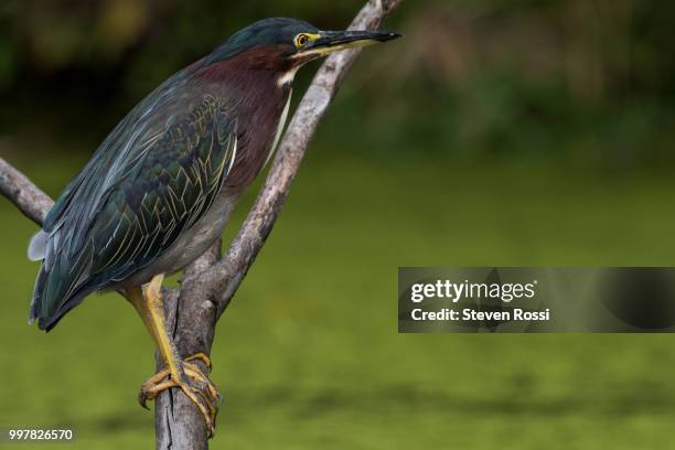 green heron - アメリカササゴイ ストックフォトと画像