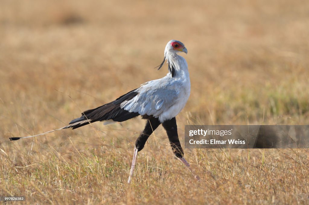Secretary Bird