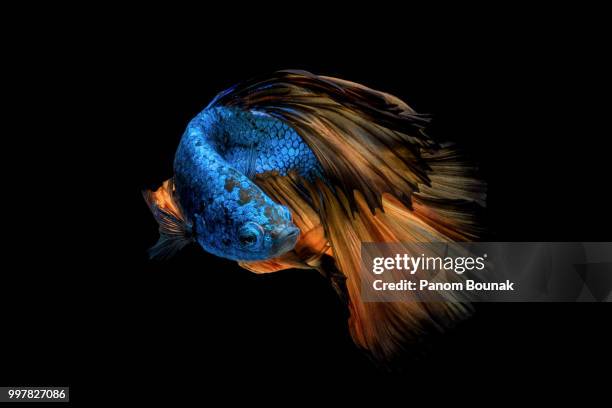 colourful betta fish - pampered pets stock pictures, royalty-free photos & images