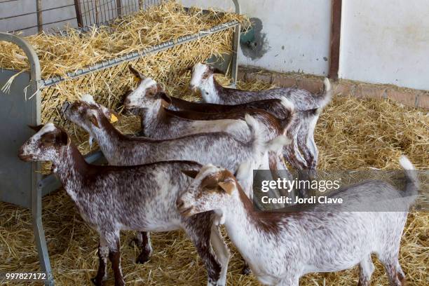 goats eating in a domestic farm - clave stock pictures, royalty-free photos & images