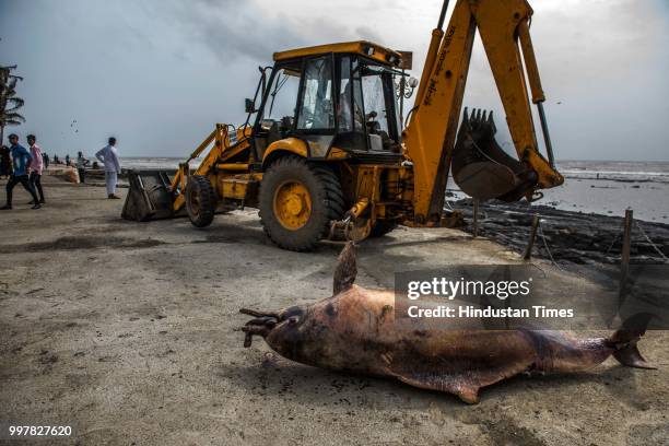 The carcass of a six foot humpback dolphin washed ashore at Bandra Bandstand, on July 12, 2018 in Mumbai, India.