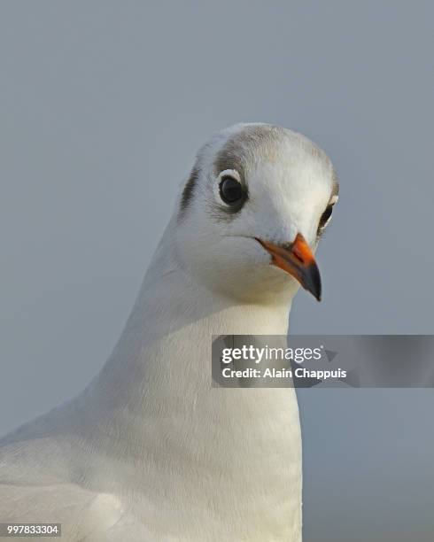 mouette rieuse - black-headed gull - mouette stock pictures, royalty-free photos & images