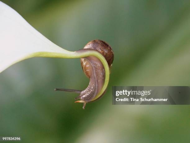 little garden snail - garden snail stock pictures, royalty-free photos & images