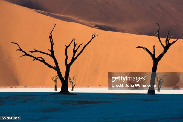 game of light and shadow - acacia erioloba foto e immagini stock