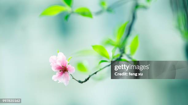 peach blossom - feng imagens e fotografias de stock