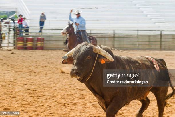551 Bovine Cinema Stock Photos, High-Res Pictures, and Images - Getty ...