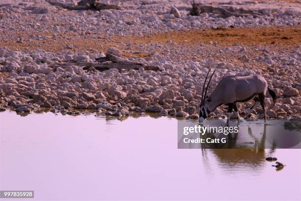 oryx relfection - relfection stock pictures, royalty-free photos & images