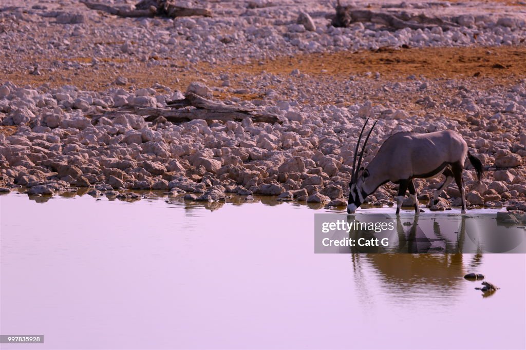 Oryx relfection