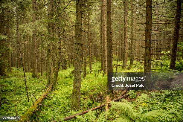 trees in summer forest. green nature. national park. - green park stock pictures, royalty-free photos & images