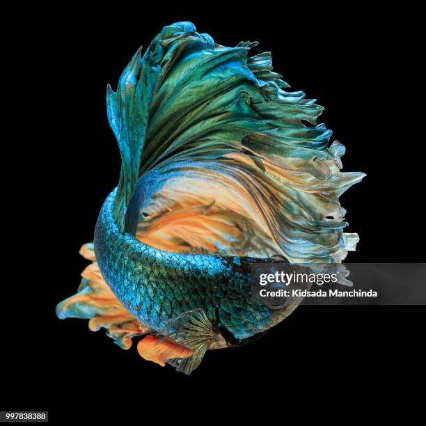 betta fish - pampered pets stock pictures, royalty-free photos & images