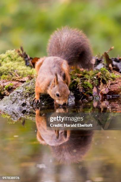 drinking - squirrel stock pictures, royalty-free photos & images
