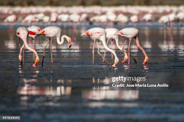 flamencos - anillo stock pictures, royalty-free photos & images