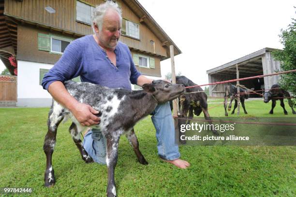 Farmer Hansjoerg Braun sits between his four calves on his farm in Gruenenbach, Germany, 4 August 2017. Elsa, Carlos, Leo and Stella are two weeks...