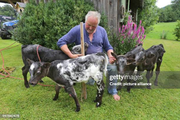 Farmer Hansjoerg Braun sits between his four calves on his farm in Gruenenbach, Germany, 4 August 2017. Elsa, Carlos, Leo and Stella are two weeks...