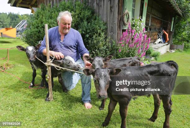 Farmer Hansjoerg Braun sits between his four calves on his farm in Gruenenbach, Germany, 4 August 2017. Elsa, Carlos, Leo and Stella are two weeks...