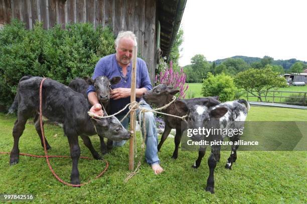 Farmer Hansjoerg Braun sits between his four calves on his farm in Gruenenbach, Germany, 4 August 2017. Elsa, Carlos, Leo and Stella are two weeks...