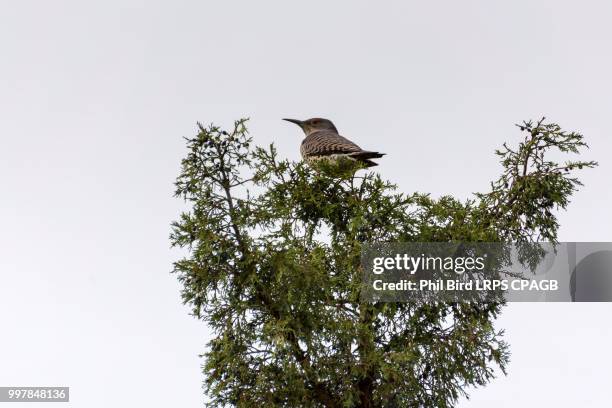 northern red-shafted flicker (colaptes auratus) - flicker stock pictures, royalty-free photos & images