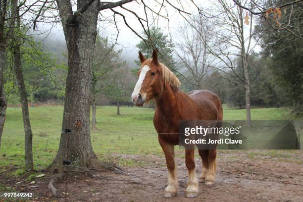 big brown horse in the forest - clave stock pictures, royalty-free photos & images