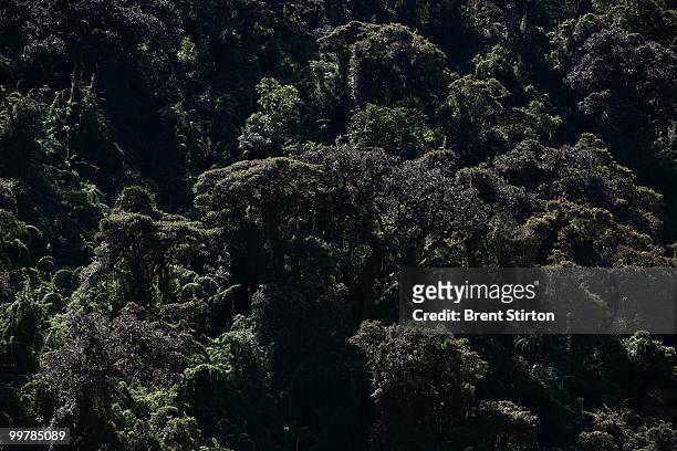 The trek winds its way down from the High Andes to the cloud forest, "Ceja de Selva", the eyebrow of the jungle, Colpapampa, Peru, June 28, 2007. The...