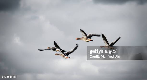wild geese near langeoog - uhr foto e immagini stock