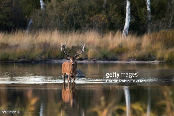 red deer by the lake - moose swedish stock pictures, royalty-free photos & images