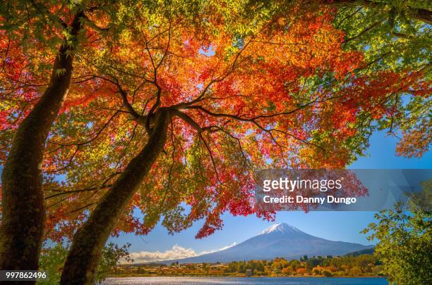 autumn japanese maple tree - danny rood stockfoto's en -beelden