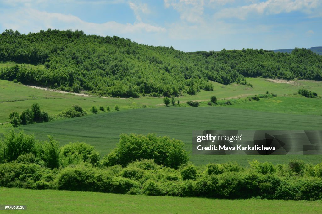 Lush green fields with woodland in background