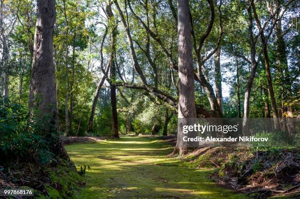 green forest park in santo da serra, madeira island. - green park stock pictures, royalty-free photos & images