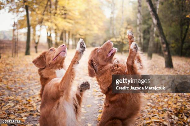 shout out! - animal tricks stock pictures, royalty-free photos & images