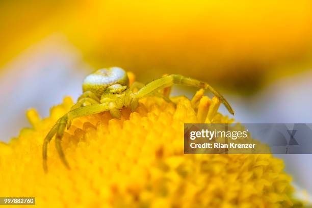 crab spider - spider crab ストックフォトと画像