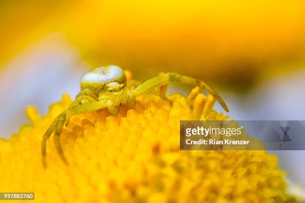 crab spider - spider crab stock pictures, royalty-free photos & images