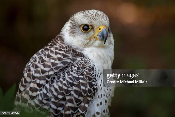 gyrfalcon - gyrfalcon fotografías e imágenes de stock