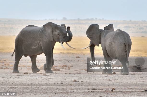 elephants fight - amboseli - kenya - sri lankan elephant stock pictures, royalty-free photos & images