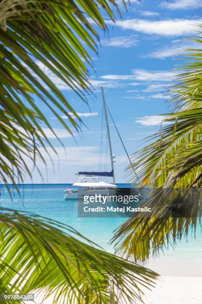 catamaran sailing boat seen trough palm tree leaves on beach, seychelles. - catamaran sailing stock-fotos und bilder