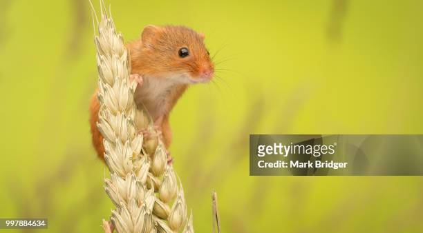 cheeky... - field mouse fotografías e imágenes de stock