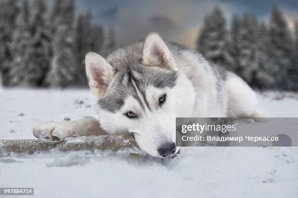 photo by: владимир черкасов - alaskan malamute photos et images de collection