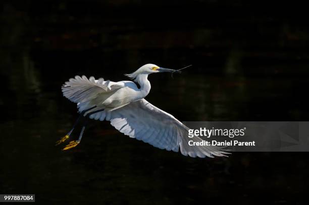 nesting material delivery... - snowy egret stock pictures, royalty-free photos & images