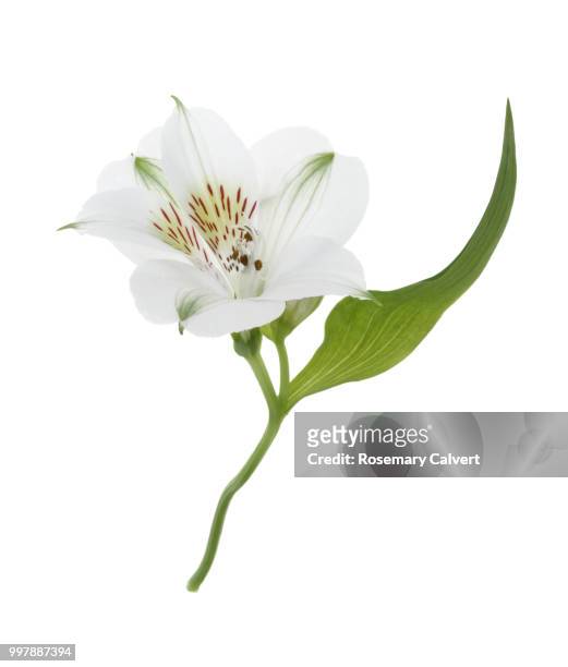 dainty alstroemeria flower & leaf on white. - suprasensorial - fotografias e filmes do acervo