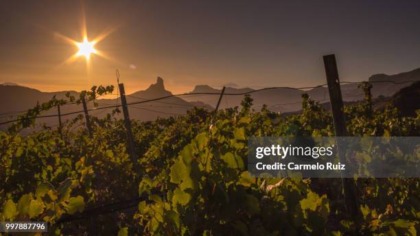 vineyards - carmelo fotografías e imágenes de stock