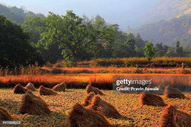 Haystack Paddy 1,594 Haystack Mountain Stock Photos, High-Res Pictures, and Images ...