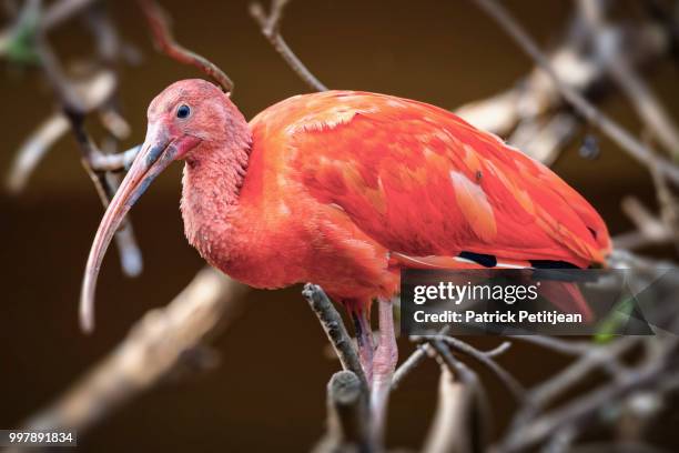 Ibis Example Red Ibis Photos and Premium High Res Pictures - Getty Images