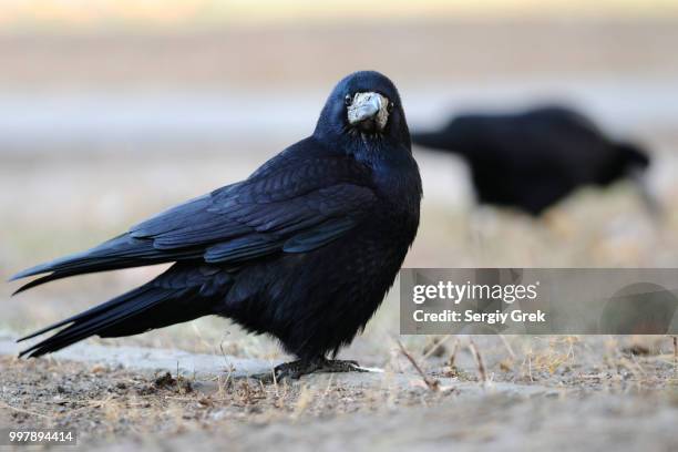 Wierd Rook 364 Rook (Bird) Stock Photos, High-Res Pictures, and Images - Getty Images