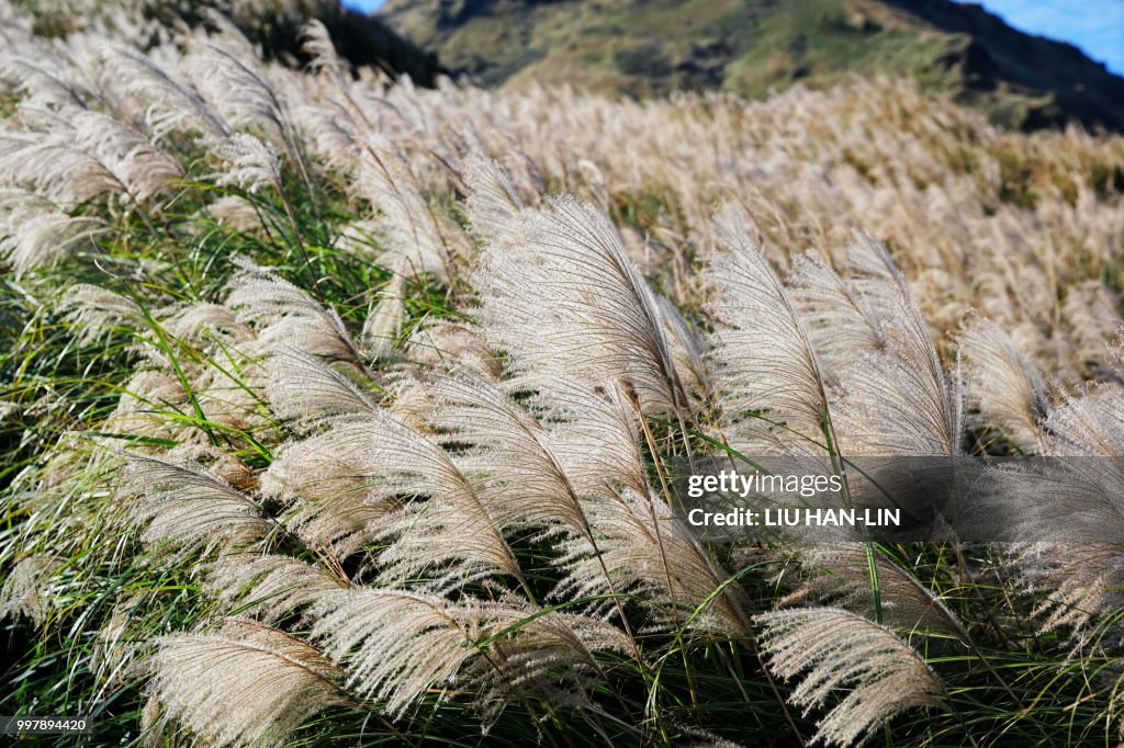 Japanese silvergrass