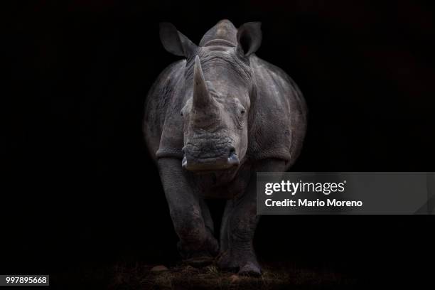 the white rhino - cria de rinoceronte - fotografias e filmes do acervo