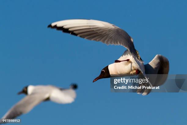 aerobatics ;-) - whooper swan stock-fotos und bilder