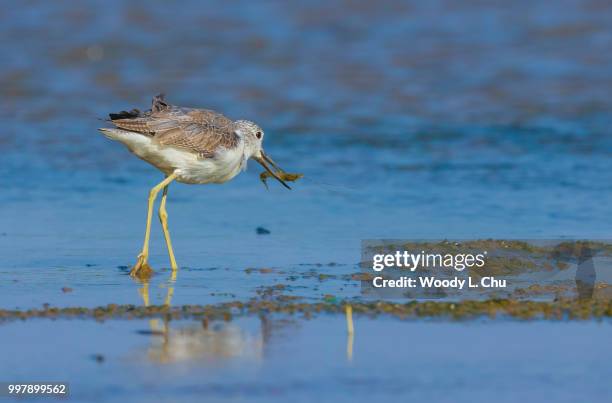 found it ! - charadriiformes stock pictures, royalty-free photos & images