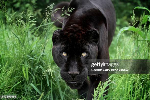 black jaguar - black leopard stock pictures, royalty-free photos & images
