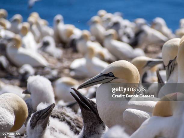 gannet colony - gannet stockfoto's en -beelden